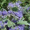 Caryopteris x 'Grand Bleu' fleur